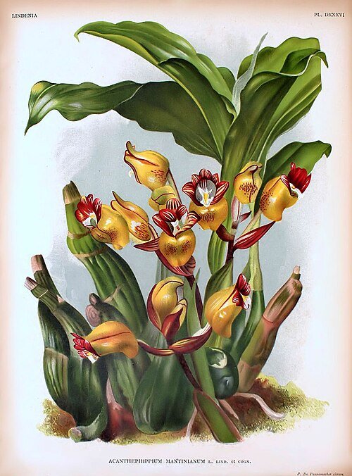 Acanthephippium mantinianum orchidee illustratieplaat 536 van Lindenia.