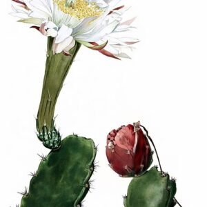 Acanthocereus subinermis cactus met lange groene stelen en witte stekels.