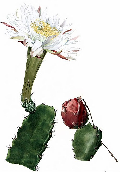 Acanthocereus subinermis cactus met lange groene stelen en witte stekels.