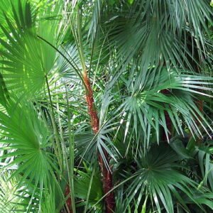 Acoelorraphe palmboom met sierlijke waaiervormige bladeren in natuurlijke omgeving.