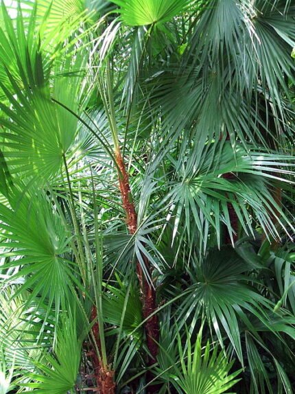 Acoelorraphe palmboom met sierlijke waaiervormige bladeren in natuurlijke omgeving.