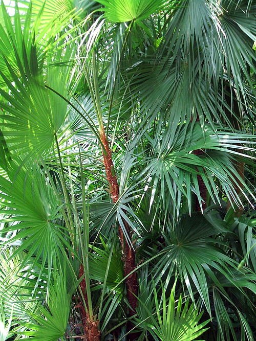 Acoelorraphe palmboom met sierlijke waaiervormige bladeren in natuurlijke omgeving.