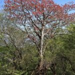 Mannelijke Acer diabolicum boom met rode bladeren.