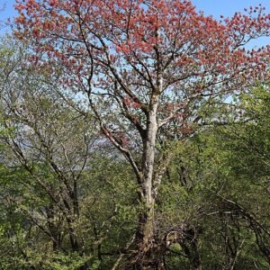 Mannelijke Acer diabolicum boom met rode bladeren.