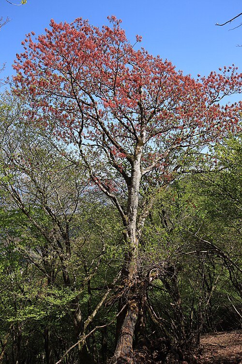 Mannelijke Acer diabolicum boom met rode bladeren.