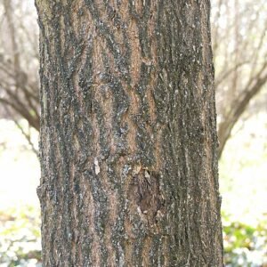 Schors van Acer truncatum boom in close-up.