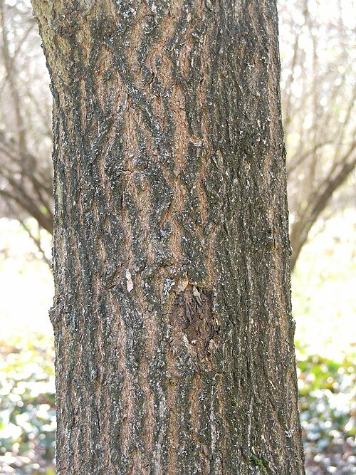 Schors van Acer truncatum boom in close-up.