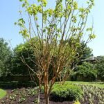 Rode bomenbladeren van Acer conspicuum in Engelse tuinsetting.