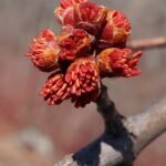 Acer freemanii boom met groene bladeren en rode takken.