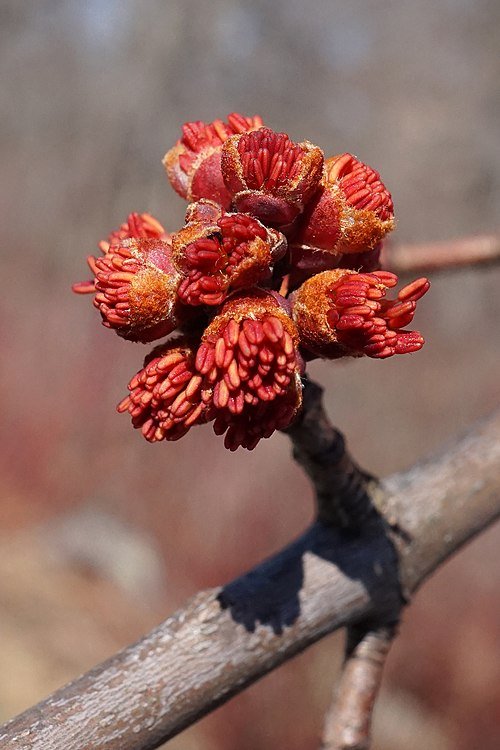 Acer freemanii boom met groene bladeren en rode takken.