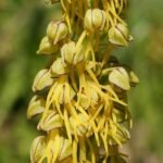 Orchis anthropophora bloem op kleigrond, beperkt winterhard, zonnige standplaats.