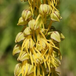 Orchis anthropophora bloem op kleigrond, beperkt winterhard, zonnige standplaats.