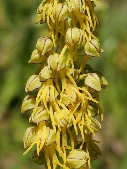 Orchis anthropophora bloem op kleigrond, beperkt winterhard, zonnige standplaats.