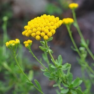 Achillea ageratum bloem in volle bloei met witte bloemblaadjes.
