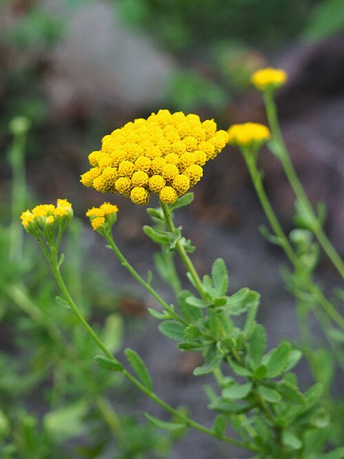 Achillea ageratum bloem in volle bloei met witte bloemblaadjes.