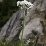 Duizendblad plant met witte bloemen op groene stelen.