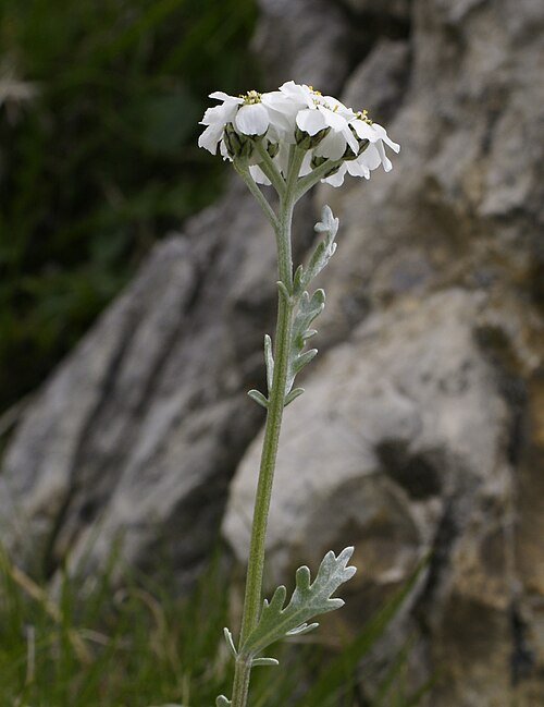 Duizendblad plant met witte bloemen op groene stelen.