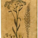 Duizendblad bloem in wit en roze, close-up van bloemblaadjes.