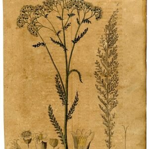 Duizendblad bloem in wit en roze, close-up van bloemblaadjes.