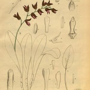 Kleine witte bloemen en groene bladeren van Stelis immersa orchidee.