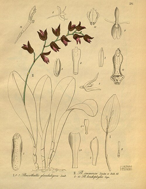 Kleine witte bloemen en groene bladeren van Stelis immersa orchidee.