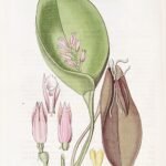 Acianthera prolifera orchidee met kleine groene bloemen op lange stengel.