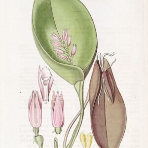 Acianthera prolifera orchidee met kleine groene bloemen op lange stengel.