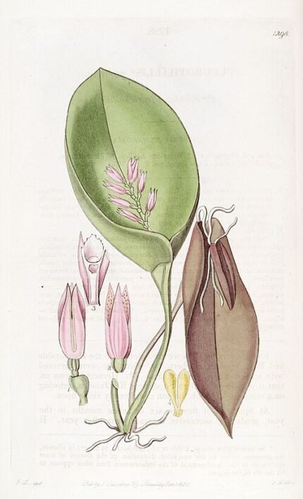 Acianthera prolifera orchidee met kleine groene bloemen op lange stengel.