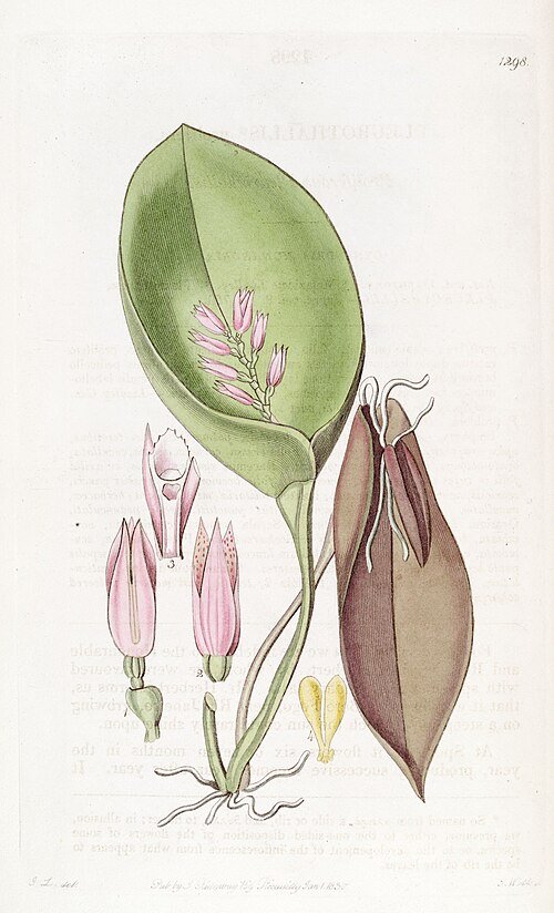 Acianthera prolifera orchidee met kleine groene bloemen op lange stengel.