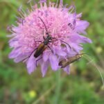 Knautia arvensis bloemen in veld, wit en paars.