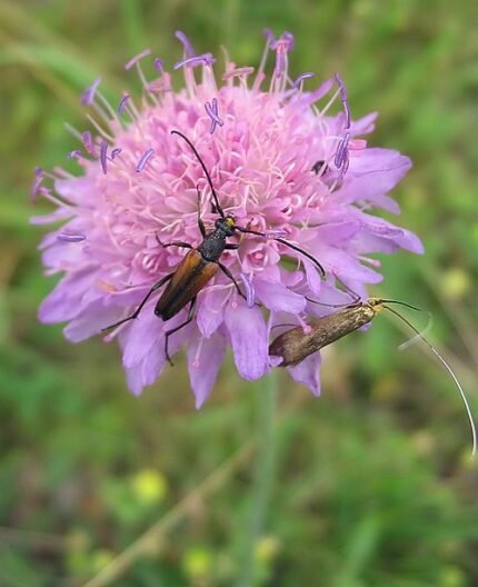 Knautia arvensis bloemen in veld, wit en paars.