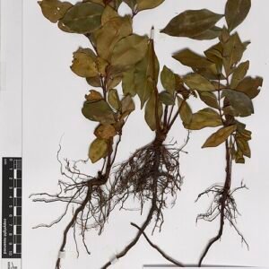 Syzygium smithii plant met groene bladeren en rode bessen.