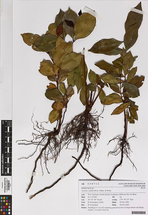 Syzygium smithii plant met groene bladeren en rode bessen.