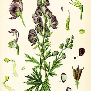 Bloeiende Monnikskap plant op kleigrond.