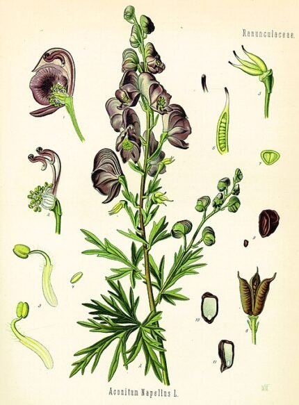 Bloeiende Monnikskap plant op kleigrond.