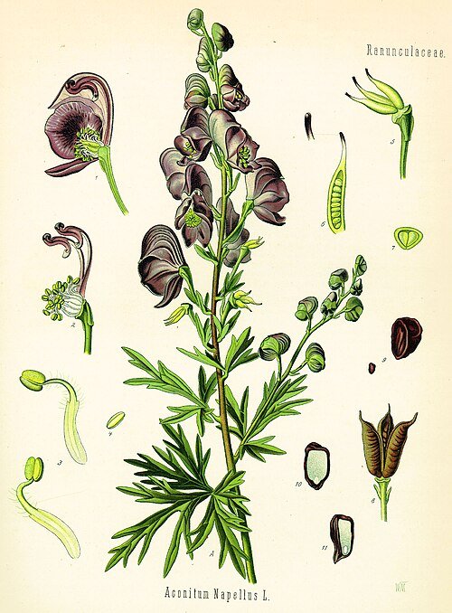 Bloeiende Monnikskap plant op kleigrond.