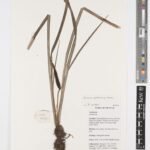 Acorus gramineus plant met smalle groene bladeren en gele streep, groeiend in een botanische omgeving.