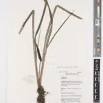 Acorus gramineus plant met smalle groene bladeren en gele streep, groeiend in een botanische omgeving.