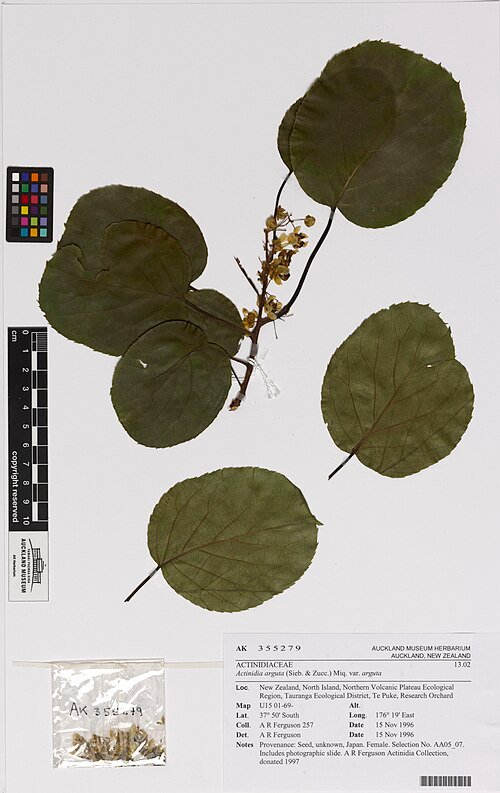 Kleine kiwi op kleigrond, winterhard, zonnige standplaats.