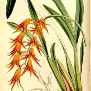 Ada aurantiaca orchideebloem in heldere oranje tinten en elegante vorm.