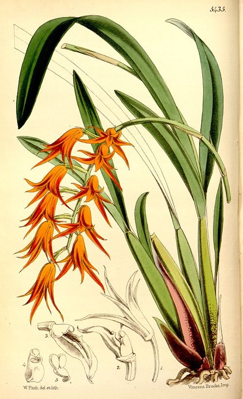 Ada aurantiaca orchideebloem in heldere oranje tinten en elegante vorm.