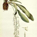Notylia sagittifera orchidee bloem in paarse en groene tinten.