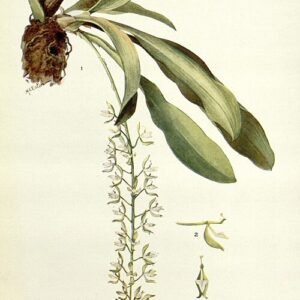 Notylia sagittifera orchidee bloem in paarse en groene tinten.