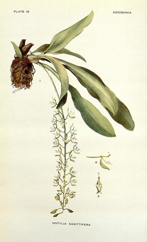 Notylia sagittifera orchidee bloem in paarse en groene tinten.