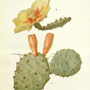 Opuntia macrorhiza cactus met levendige groene paddelachtige stelen en gele bloemen.