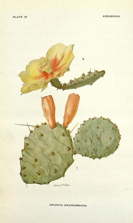 Opuntia macrorhiza cactus met levendige groene paddelachtige stelen en gele bloemen.