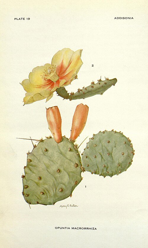 Opuntia macrorhiza cactus met levendige groene paddelachtige stelen en gele bloemen.