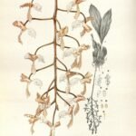 Rode en gele bloemen van de Gongora truncata orchidee tegen groene bladeren.