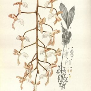 Rode en gele bloemen van de Gongora truncata orchidee tegen groene bladeren.