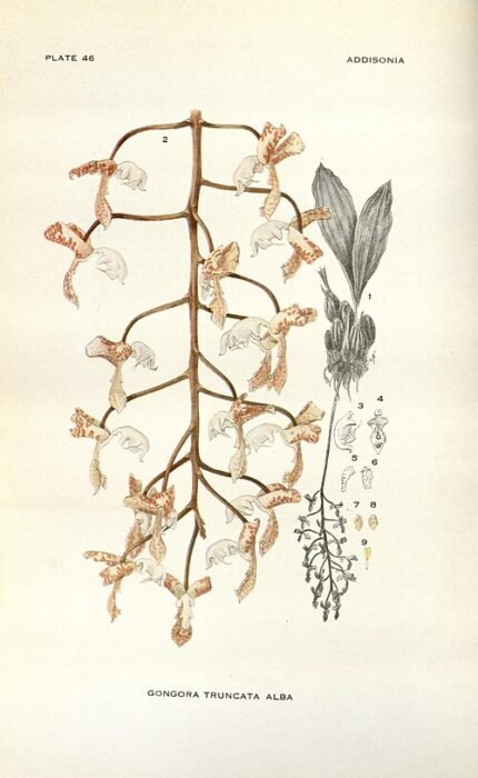 Rode en gele bloemen van de Gongora truncata orchidee tegen groene bladeren.